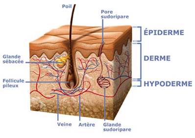 La peau et ses secrets